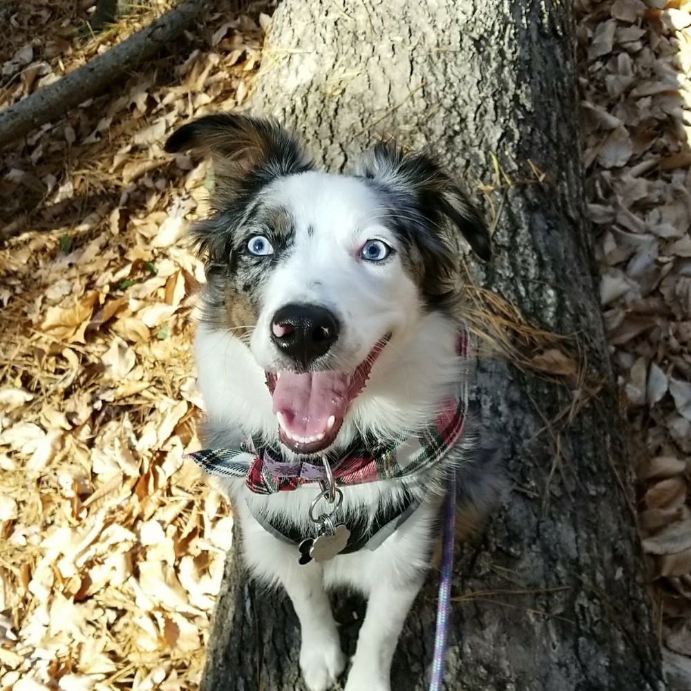 Meet Denali